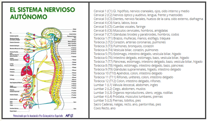 Columna Vertebral y Sistema Nervioso – Quiropractica Zaragoza